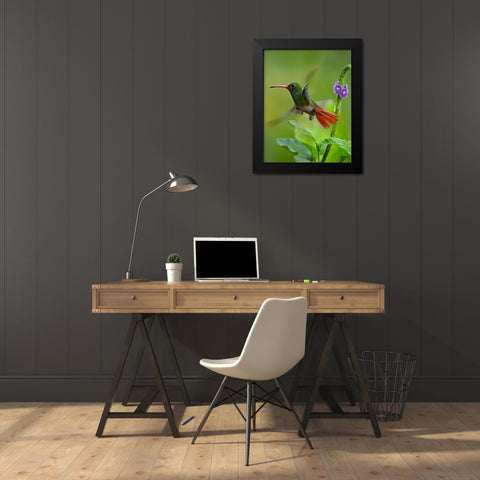 Rufous Tailed Hummingbird Black Modern Wood Framed Art Print by Fitzharris, Tim