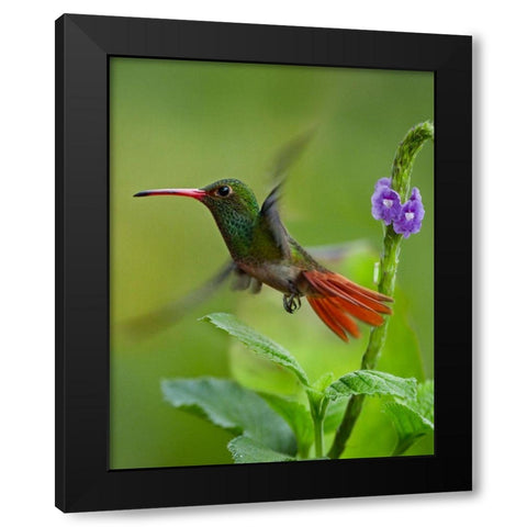 Rufous Tailed Hummingbird Black Modern Wood Framed Art Print with Double Matting by Fitzharris, Tim