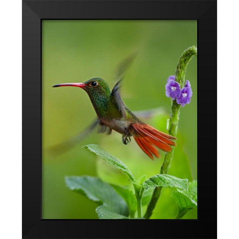 Rufous Tailed Hummingbird Black Modern Wood Framed Art Print by Fitzharris, Tim