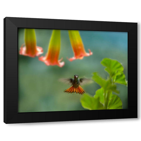 Rufous Tailed Hummingbird Black Modern Wood Framed Art Print with Double Matting by Fitzharris, Tim