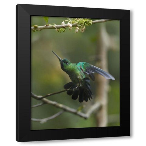 Green Crowned Brilliant Hummingbird Black Modern Wood Framed Art Print with Double Matting by Fitzharris, Tim