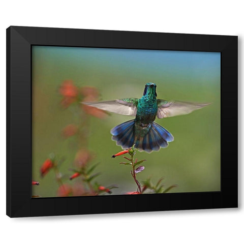 Green Violet-Ear Hummingbird Black Modern Wood Framed Art Print by Fitzharris, Tim