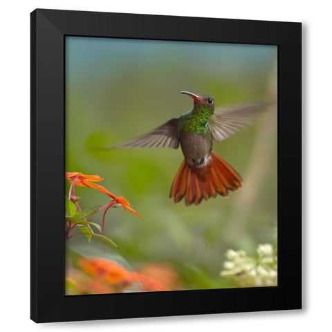 Rufous Tailed Hummingbird Black Modern Wood Framed Art Print with Double Matting by Fitzharris, Tim