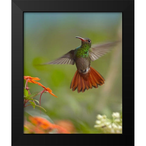 Rufous Tailed Hummingbird Black Modern Wood Framed Art Print by Fitzharris, Tim