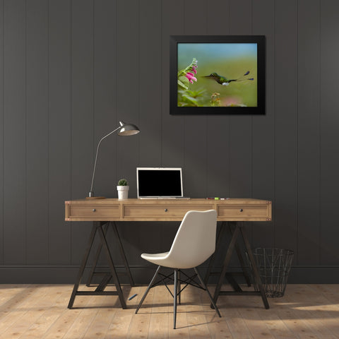 Booted Racket-Tail Hummingbird Black Modern Wood Framed Art Print by Fitzharris, Tim