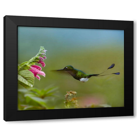 Booted Racket-Tail Hummingbird Black Modern Wood Framed Art Print by Fitzharris, Tim