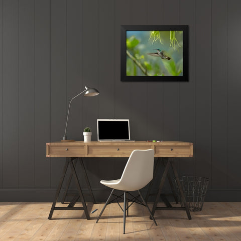 Andean Emerald Humming Bird Black Modern Wood Framed Art Print by Fitzharris, Tim