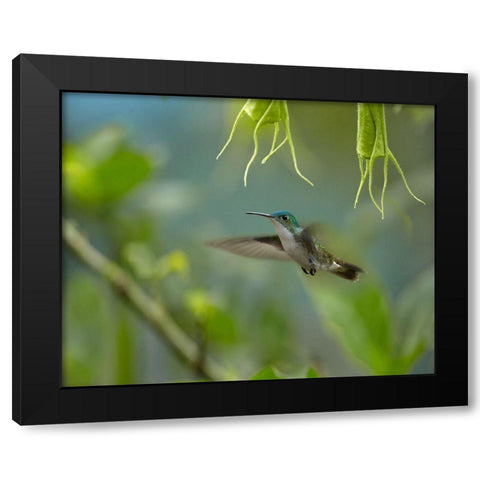 Andean Emerald Humming Bird Black Modern Wood Framed Art Print by Fitzharris, Tim