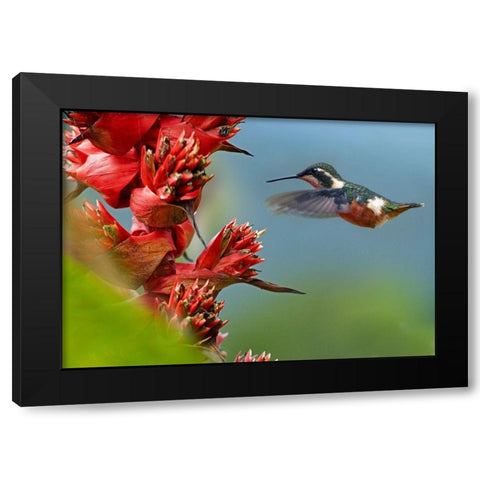 Purple Throated Woodstar Hummingbird Black Modern Wood Framed Art Print by Fitzharris, Tim