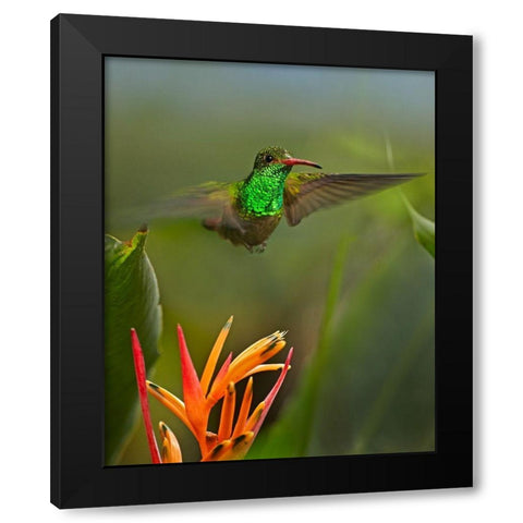 Rufous Tailed Hummingbird Black Modern Wood Framed Art Print with Double Matting by Fitzharris, Tim