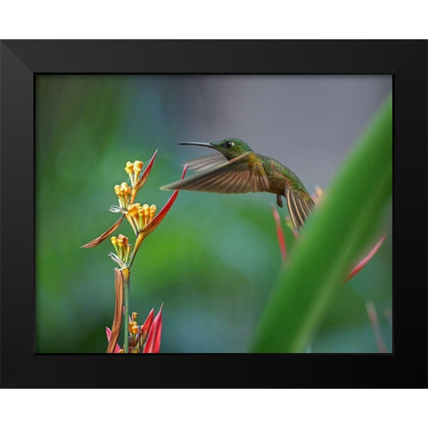 Fawn Breasted Brilliant Hummingbird Black Modern Wood Framed Art Print by Fitzharris, Tim