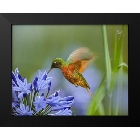 Chestnut Breasted Coronet Hummingbird Black Modern Wood Framed Art Print by Fitzharris, Tim