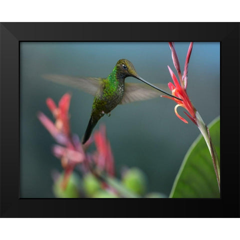 Sword Billed Hummingbird Black Modern Wood Framed Art Print by Fitzharris, Tim