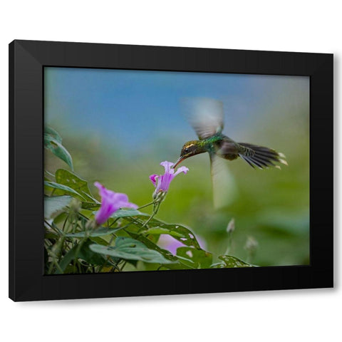 Green Hermit Hummingbird Black Modern Wood Framed Art Print with Double Matting by Fitzharris, Tim