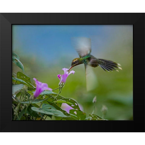 Green Hermit Hummingbird Black Modern Wood Framed Art Print by Fitzharris, Tim