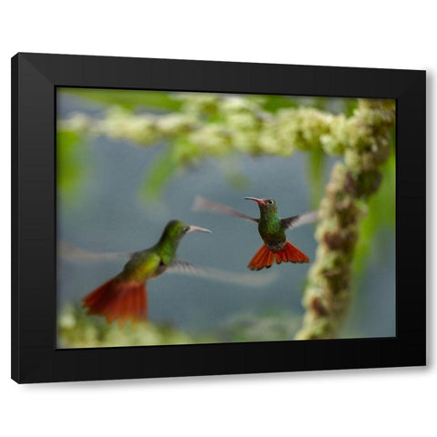 Rufous Tailed Hummingbirds Black Modern Wood Framed Art Print with Double Matting by Fitzharris, Tim