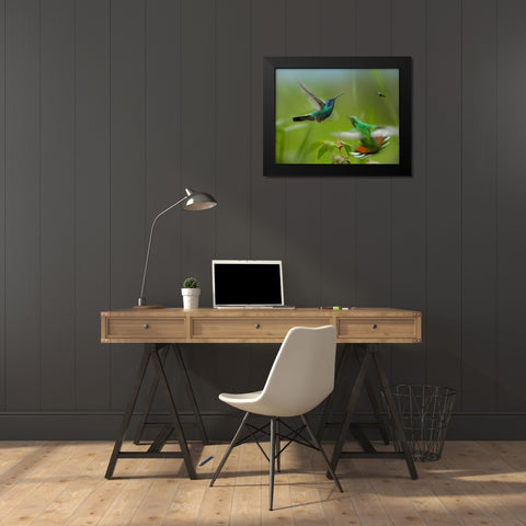 Green Violet-Ear Hummingbird and Green-Breasted Mango Hummingbirds Black Modern Wood Framed Art Print by Fitzharris, Tim