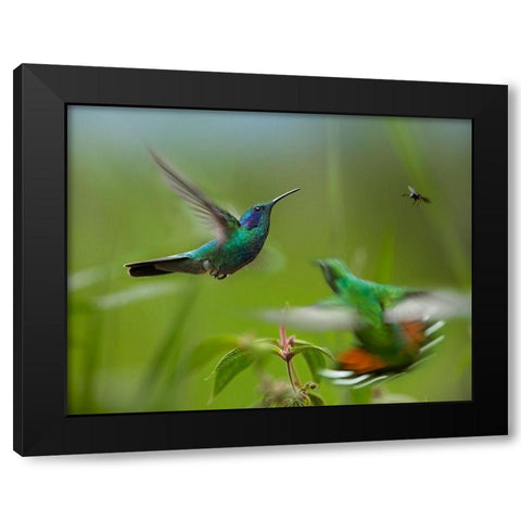 Green Violet-Ear Hummingbird and Green-Breasted Mango Hummingbirds Black Modern Wood Framed Art Print by Fitzharris, Tim