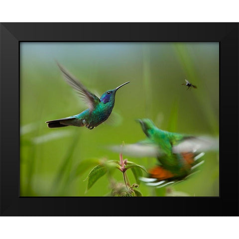 Green Violet-Ear Hummingbird and Green-Breasted Mango Hummingbirds Black Modern Wood Framed Art Print by Fitzharris, Tim