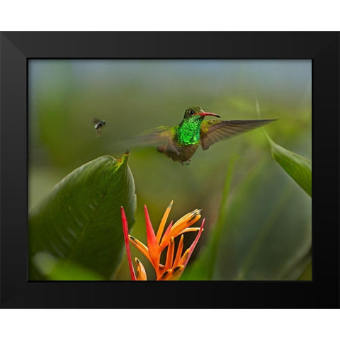 Rufous Tailed Hummingbird with Wasp Black Modern Wood Framed Art Print by Fitzharris, Tim