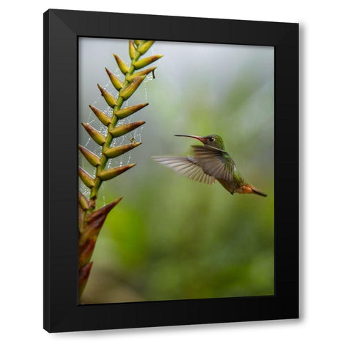 Rufous Tailed Hummingbirds Black Modern Wood Framed Art Print by Fitzharris, Tim