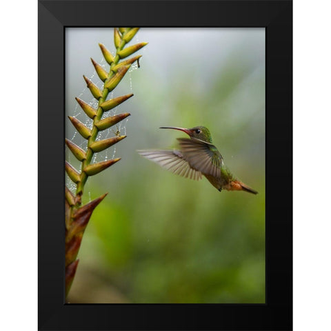 Rufous Tailed Hummingbirds Black Modern Wood Framed Art Print by Fitzharris, Tim