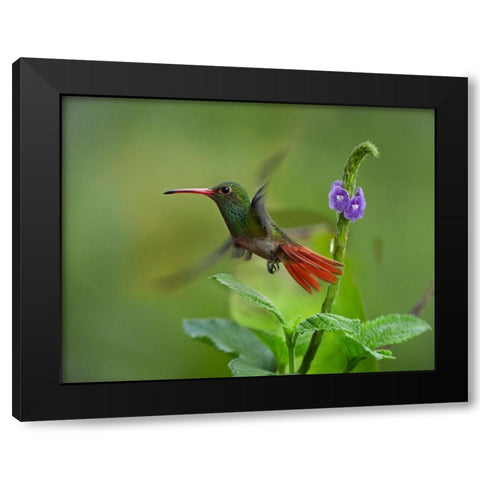 Rufous Tailed Hummingbirds Black Modern Wood Framed Art Print by Fitzharris, Tim