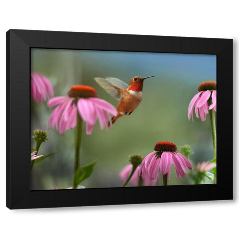 Rufous Hummingbird among purple Cornflowers Black Modern Wood Framed Art Print with Double Matting by Fitzharris, Tim