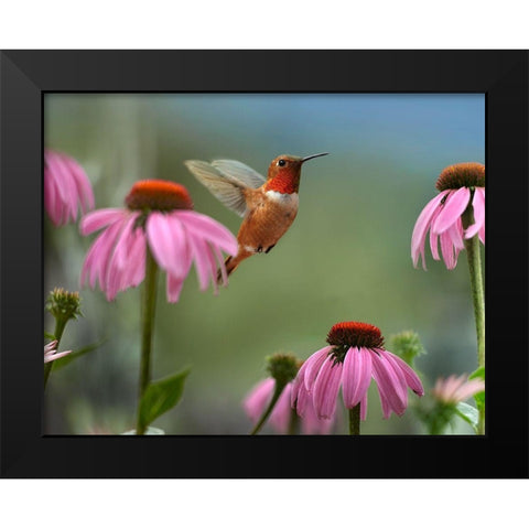 Rufous Hummingbird among purple Cornflowers Black Modern Wood Framed Art Print by Fitzharris, Tim