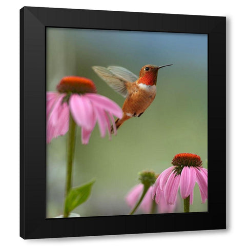 Rufous Hummingbird at Purple Coneflowers Black Modern Wood Framed Art Print by Fitzharris, Tim