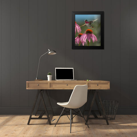 Calliope Hummingbird at Purple Coneflowers Black Modern Wood Framed Art Print by Fitzharris, Tim