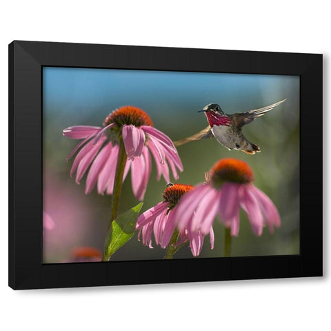 Calliope Hummingbird at Purple Coneflowers Black Modern Wood Framed Art Print by Fitzharris, Tim