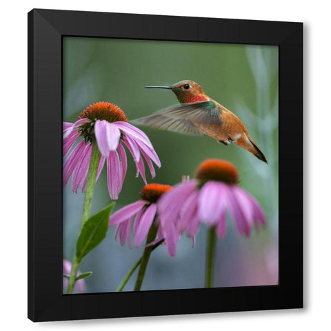 Rufous Hummingbird among purple Cornflowers Black Modern Wood Framed Art Print with Double Matting by Fitzharris, Tim