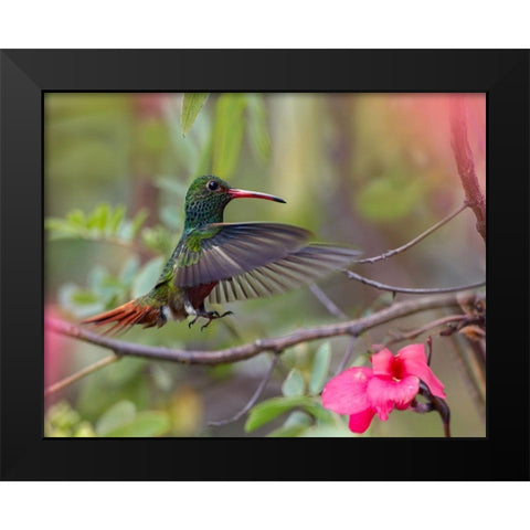 Hovering Male Rufous Tailed Hummingbird Black Modern Wood Framed Art Print by Fitzharris, Tim