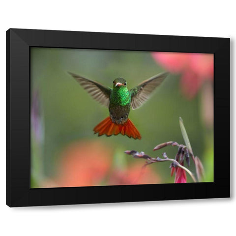 Rufous Tailed Hummingbird Black Modern Wood Framed Art Print with Double Matting by Fitzharris, Tim