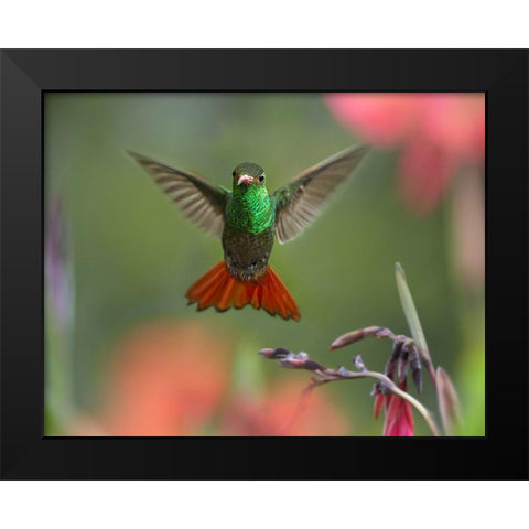 Rufous Tailed Hummingbird Black Modern Wood Framed Art Print by Fitzharris, Tim