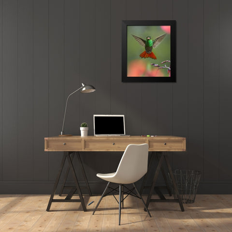 Rufous Tailed Hummingbird Black Modern Wood Framed Art Print by Fitzharris, Tim