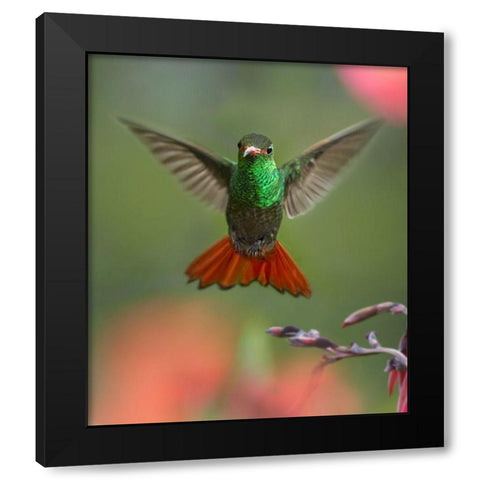 Rufous Tailed Hummingbird Black Modern Wood Framed Art Print by Fitzharris, Tim