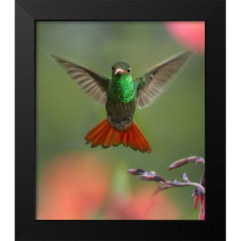 Rufous Tailed Hummingbird Black Modern Wood Framed Art Print by Fitzharris, Tim