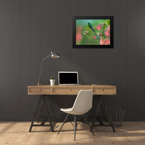 Long Tailed Sylph Hummingbird Black Modern Wood Framed Art Print by Fitzharris, Tim