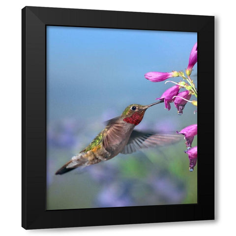 Broad Tailed Hummingbird Black Modern Wood Framed Art Print by Fitzharris, Tim