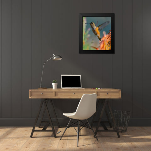 Broad Tailed Hummingbird Black Modern Wood Framed Art Print by Fitzharris, Tim