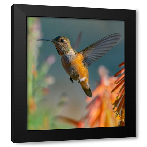 Broad Tailed Hummingbird Black Modern Wood Framed Art Print by Fitzharris, Tim