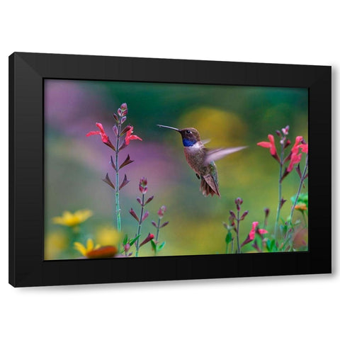 Black Chinned Hummingbird on Desert Penstemon Black Modern Wood Framed Art Print with Double Matting by Fitzharris, Tim