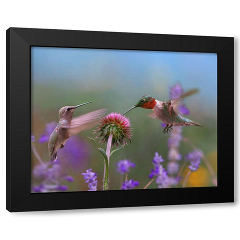 Ruby Throated Hummingbird at Bull Thistle Black Modern Wood Framed Art Print with Double Matting by Fitzharris, Tim