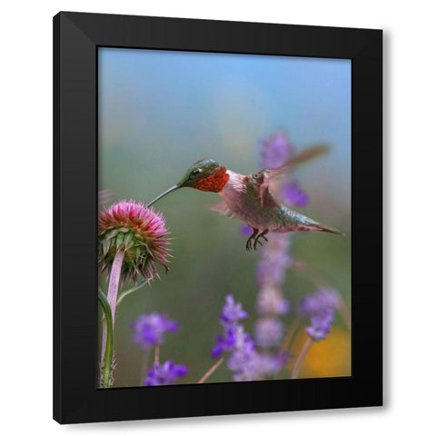 Ruby Throated Hummingbirds Black Modern Wood Framed Art Print by Fitzharris, Tim