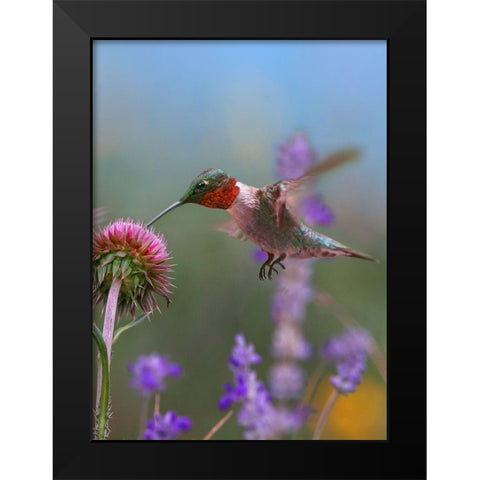 Ruby Throated Hummingbirds Black Modern Wood Framed Art Print by Fitzharris, Tim