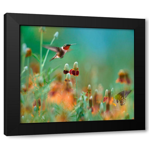 Ruby Throated Hummingbird among Mexican Hat Wildflowers Black Modern Wood Framed Art Print with Double Matting by Fitzharris, Tim