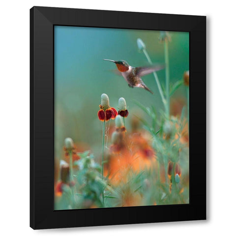 Ruby Throated in Mexican Hat Wildflowers Black Modern Wood Framed Art Print by Fitzharris, Tim