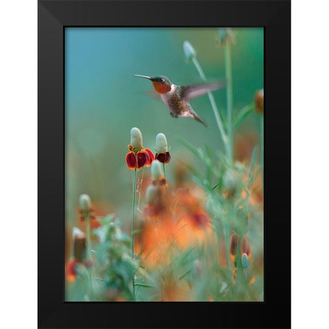 Ruby Throated in Mexican Hat Wildflowers Black Modern Wood Framed Art Print by Fitzharris, Tim